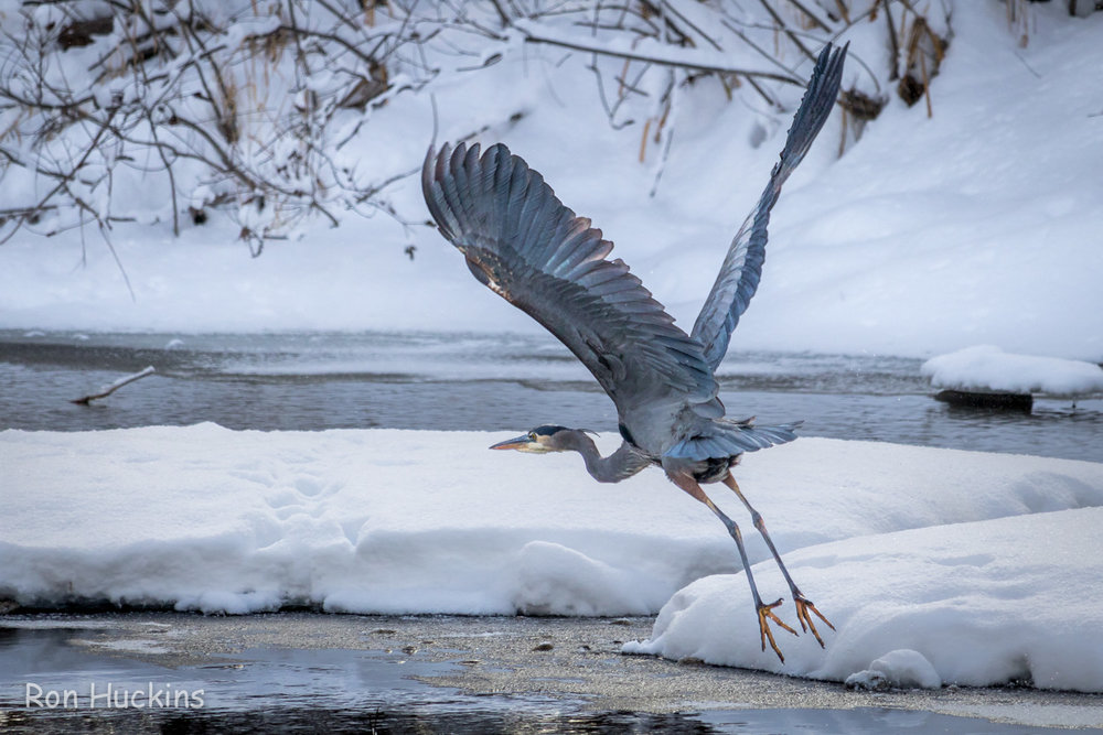 Happy Holidays from Beaver Watershed Alliance