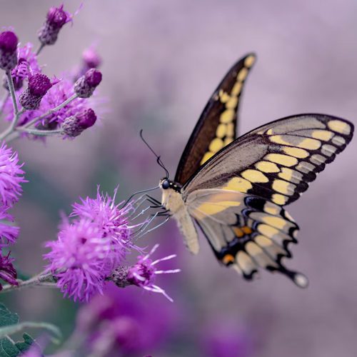 Butterfly Photo Unsplash