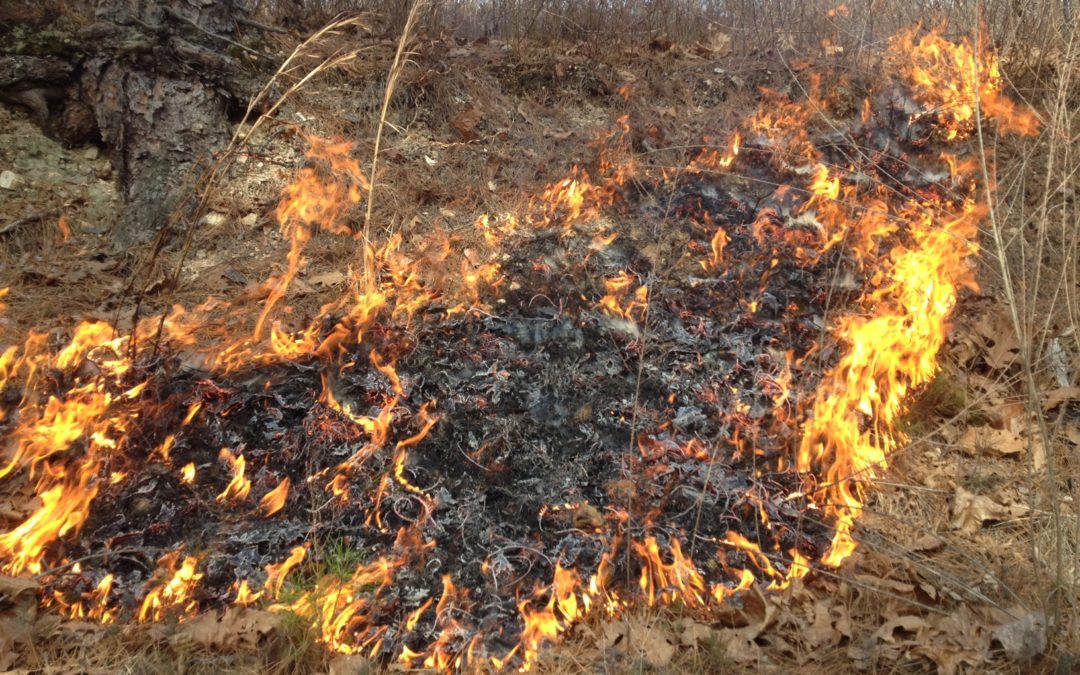 Northwest Arkansas Forest Management