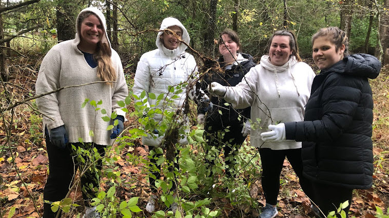 invasive plant removal