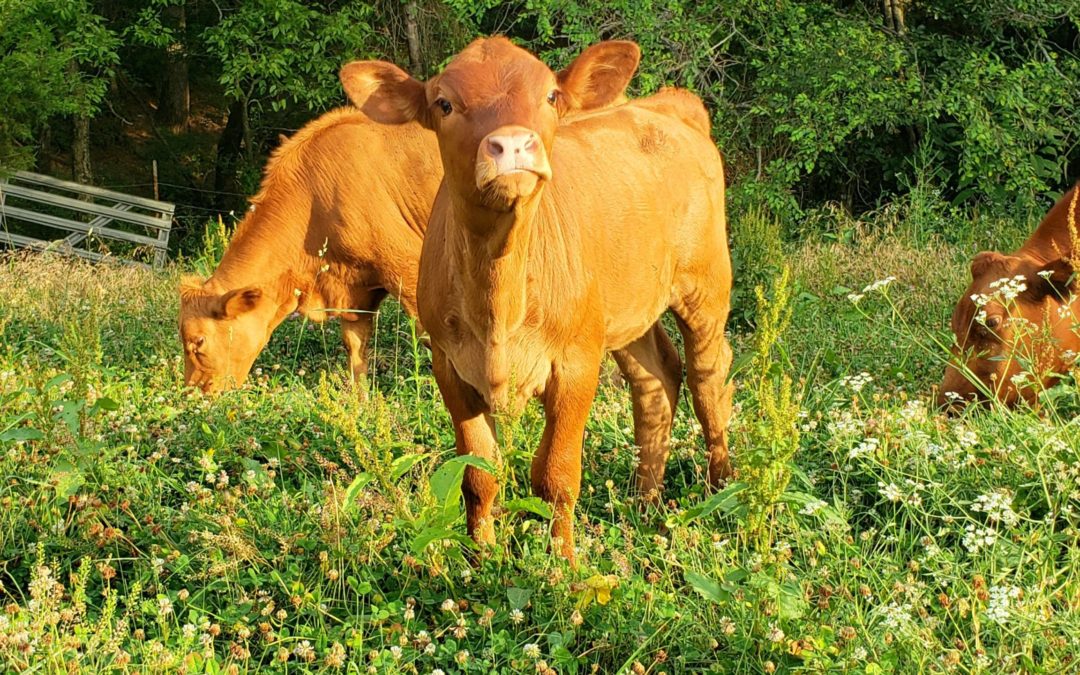 Profitable Production on Pastures Workshop