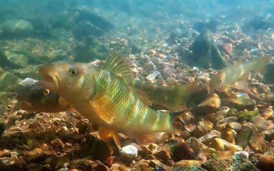 Habitat & Angler Improvements in White River Reservoirs Underway
