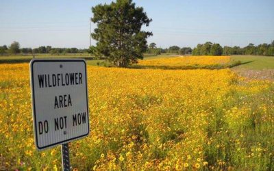 No-Mow Zones for Water Quality